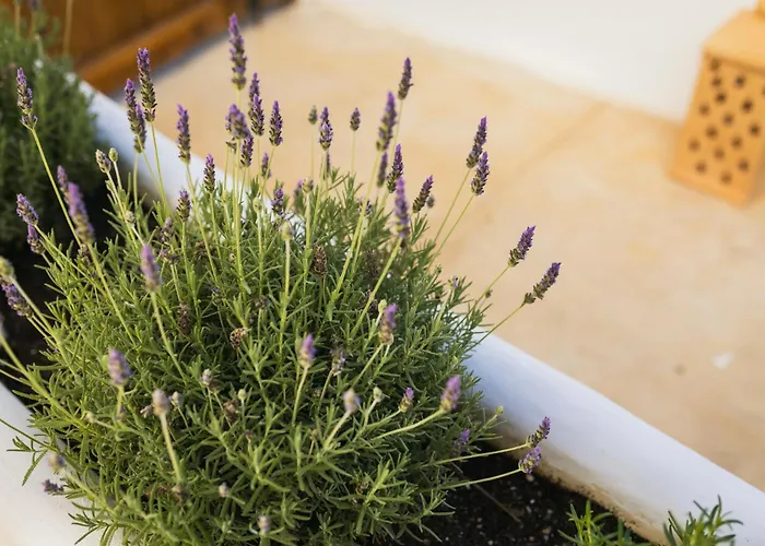 Vacanca Apartahotel Dénia